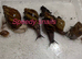 Archachatina marginata ovum XXL