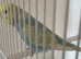 Baby pastel rainbow budgie ring number 4  2026 rung