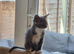 8 weeks old Grey little girl looking for a new lovely family