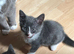 Cute Russian Blues for sale