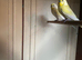 Lovely male budgies