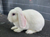 Mini plush lop