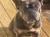 Beautiful female French bulldog