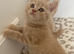 Fawn British Shorthair READY ON FRIDAY