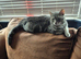 Cats for rehomeing