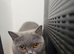 British Shorthair Kittens.