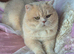 Gorgeous outstanding BSH boys