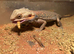 Bearded dragon for sale