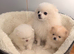 Exceptional White Pomeranian male &ndash; Top Pedigree