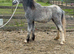 YEARLING FILLY