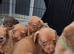 Dachshund x