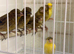 Job a lot mixed canary’s