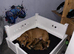 Staffordshier bull terrier pups