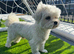 5 gorgeous maltipoo puppys
