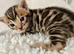Two Gorgeous Luxurious Bengals