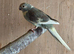 Kakarikis