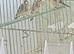 Goldfinch hens