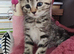 ABSOLUTELY GORGEOUS KITTEN RUSSIAN BLUE 8 WEEKS
