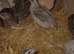 Beautiful chicks for sale