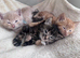 Kittens ready to leave 03/08