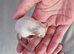 Baby Siamese mice for sale 6wls old
