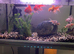 Fancy gold  fish