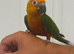 Hand tame Jenday conure 3 years old