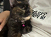 Cats for Rehome