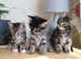 2 Tabby Kittens Ready Now