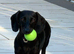 Beautiful jet black little girl