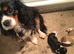 Outstanding male tricolour pup from health tested kc parents
