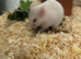 Syrian hamster baby female