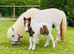 Prince - A Super Cute Mini Shetland