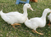 Aylesbury Ducks
