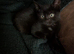 Fermale kittens