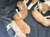 Stunning ginger and white kitten