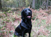 3 Yr old Pedigree Black labrador for stud
