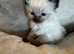 Adorable rag doll kittens ready now