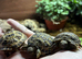 Baby Horsefield Tortoises for sale