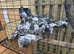 Bluebar Racing Peagons for sale in Bradford 50&pound; each