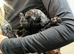 5 Jackapoo puppies all boys