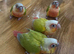 Tamed Baby Suncheek Conures
