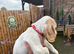 Cocker spaniel