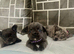 Dwkc fluffy French bulldogs