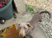 Dachshund x staffy boy 1 year old