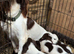 english springer spaniel puppies for sale