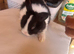 Mini lop