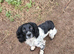 Working Springer Spaniels