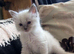 Beautiful Ragdoll kittens
