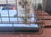 Luxury Himalayan Persians